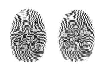 A high-definition studio shot of a human ink fingerprint on a plain white backdrop.