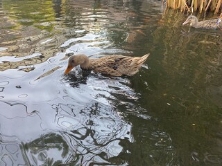 duck in the water