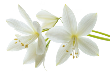 Admire the Elegance, White lily flowers stand in Vivid Harmony and Nature