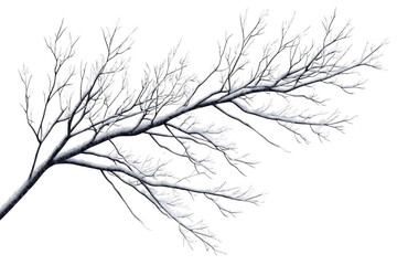 Obraz premium Branches Covered With Snow Creates A Winter Scenery with Frost Theme