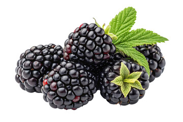 blackberry on PNG Image