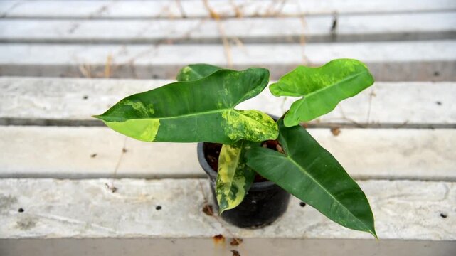 Closeup to New hybrid plant florida beauty mayoi x Philodendron billietiae in the pot 