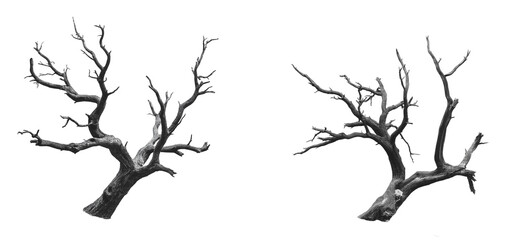 leafless dead tree isolated on white or transparent background Cutout PNG
