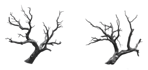 leafless dead tree isolated on white or transparent background Cutout PNG