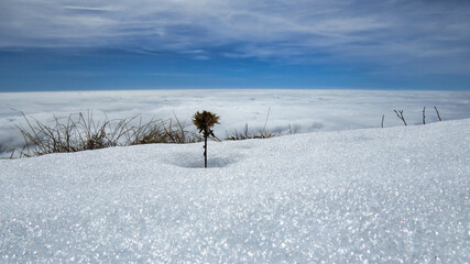 lonely flower in the snow on the ridge of the mountains