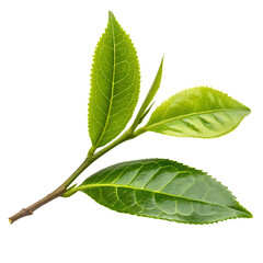 Fototapeta premium A vibrant sprig of fresh green tea leaves used for wellness and antioxidant drinks isolated on a transparent background png