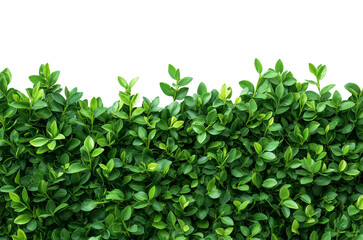 Vibrant Green bushes for border isolated on white or transparent background Cutout PNG