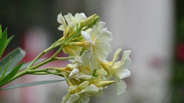 Nerium oleander flower. Its other names&nbsp;oleander&nbsp;and&nbsp;nerium. This is a shrub or small tree cultivated worldwide in temperate and subtropical areas as an ornamental and landscaping plant. 