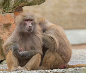 Hamadryas Baboons (Papio hamadryas), two, one preening the other, captive, Paignton Zoo, Devon, UK.