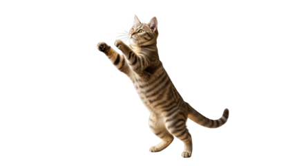 A playful tabby cat reaching upwards. featuring cat, tabby, feline. This image is ideal for use in various financial contexts.