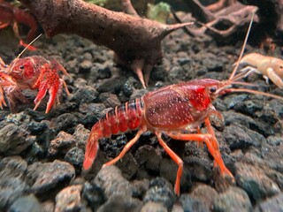 lobster on the beach
