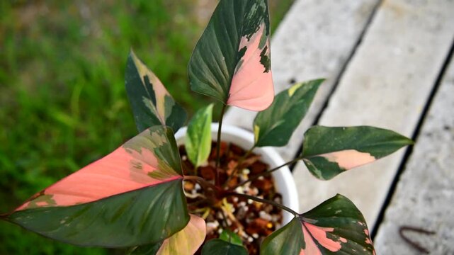Closeup to Homalomena Pink Diamond in the pot  