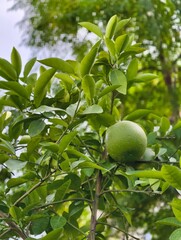 Close up of green lime on tree branch with leaves fresh fruit citrus agriculture healthy food garden plant