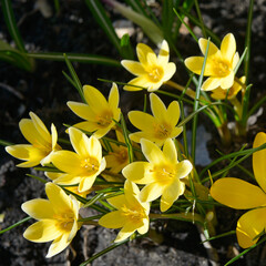 Obraz premium Top view of yellow crocuses blooming on the ground in a garden bed
