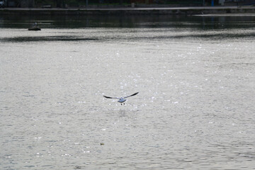 Seagulls flying above the sea. Selective focus.