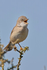 Common Whitethroat or Greater Whitethroat (Curruca communis) a singing male, Cornwall, England, UK.