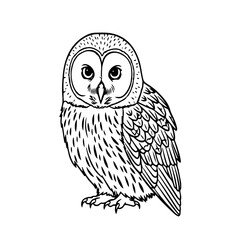 Little owl in black outline style, isolated on transparent or white background, vector illustration.