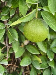 Close up of unripe green citrus fruit growing on tree branch healthy eating fresh produce nature photography