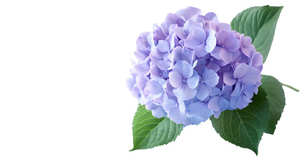 hydrangea png