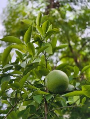 Close up of green lime on tree branch with leaves in natural light for organic fruit farm concept