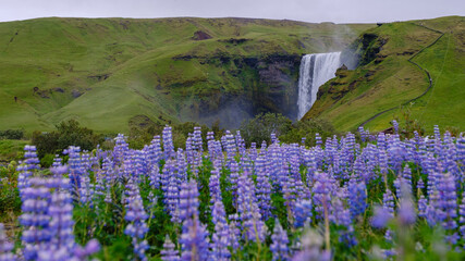 Skogafoss cascades dramatically, framed by vibrant purple wildflowers. Green hills rise in the background, completing Icelands stunning natural beauty on a cloudy day.