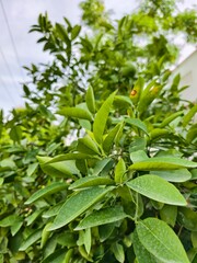 Close up of green leaves on a tree branch perfect for nature backgrounds and botanical illustrations use it for designs