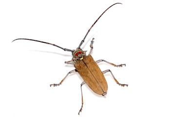 Tree borer (Batocera rufomaculata) isolated on a white background