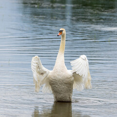mute swan flapping its wings on a lake