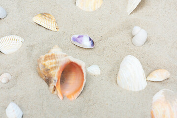 Seashells in Soft Sunlight on Beach Sand