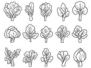 hand drawn lettuce line art for fresh produce