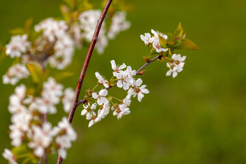 A blooming cherry branch bursts with delicate pink and white blossoms