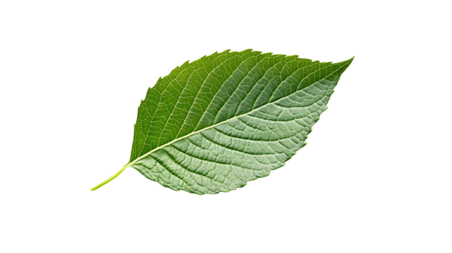 green leaf png