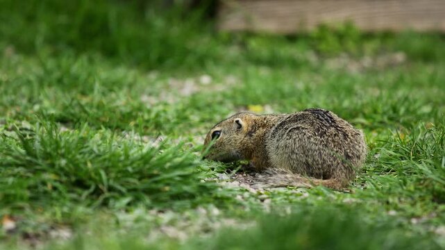 4K video of ground squirrel on grass. Small rodent foraging and moving in natural habitat. Wildlife nature, animal behavior, and outdoor scene captured in high resolution. Spermophilus ground squirrel