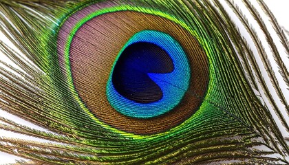 Obraz premium Close-up peacock feather