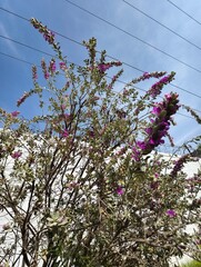Beautiful purple flowers blooming on a bush against a bright blue sky in a garden setting