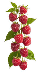 A cluster of ripe raspberries with green leaves on a vine, isolated transparent background