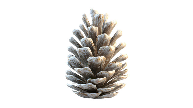 pinecone png