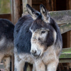 Fototapeta premium Esel,Donkey