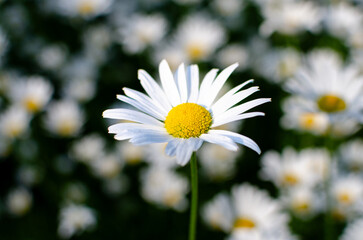 A singled out daisy in the sun