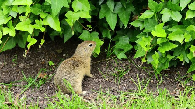 4K video of ground squirrel on grass. Small rodent foraging and moving in natural habitat. Wildlife nature, animal behavior, and outdoor scene captured in high resolution. Spermophilus ground squirrel