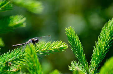 dragonfly perched on a leaf in the summer