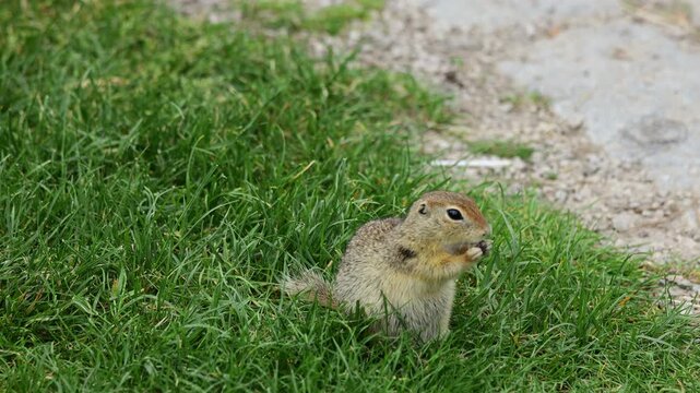 4K video of ground squirrel on grass. Small rodent foraging and moving in natural habitat. Wildlife nature, animal behavior, and outdoor scene captured in high resolution. Spermophilus ground squirrel