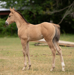 Fototapeta premium Conformation shot of young foal colt filly or baby horse standing in a field outdoors in summer well built buckskin or dun in color vertical equine photo of cute foal with room for type on small farm