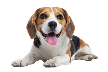 Happy Beagle Puppy