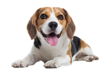Happy Beagle Puppy