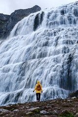 A solitary hiker stands at the foot of Dynjandi waterfall, Westfjords Iceland, captivated by the...