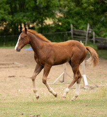 Fototapeta premium foal colt filly or young baby horse cantering or running in a pasture paddock or field chestnut with white blaze on face and white socks on legs animal mammal outdoors on rural farm in Ontario Canada