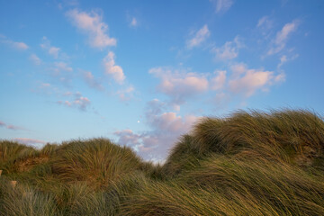 Softly lit coastal grass dunes with scattered clouds in the blue sky during evening light.