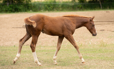 Obraz premium chestnut foal colt baby horse walking in field paddock or yard of hobby farm cute foal or baby horse with white socks horizontal equine image room for type young baby horse outdoors in farm pasture 