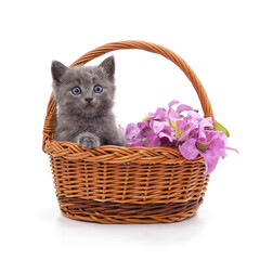 One kitten in a basket with purple clematis.